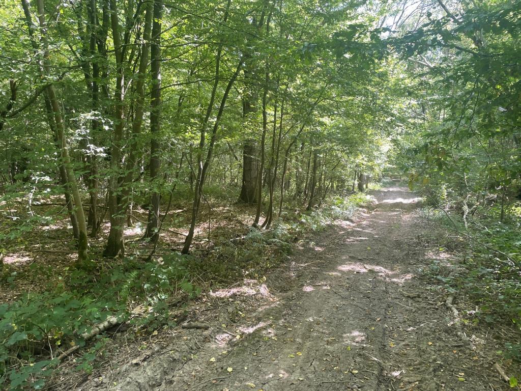 Lot: 49 - EIGHT PLOTS WITHIN A LARGER WOODLAND AREA - General View of Hoads Wood